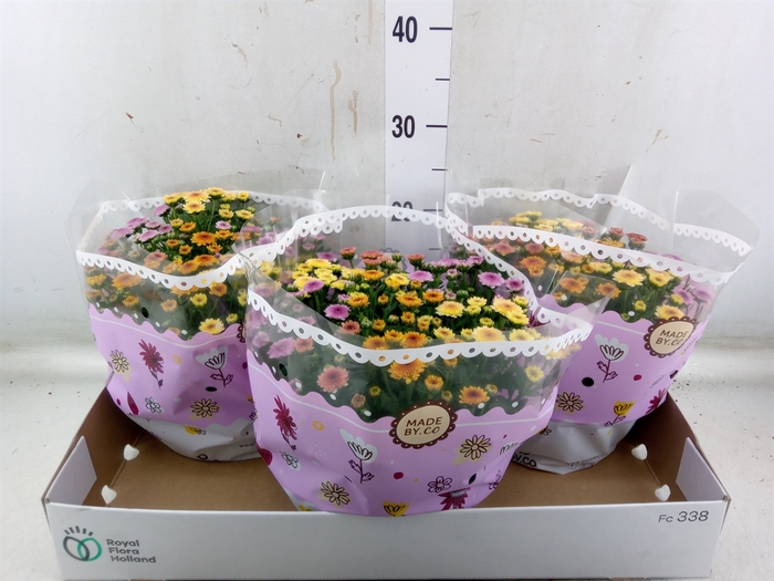 <h4>Chrysanthemum  'Jellyfish'  ..mix p</h4>