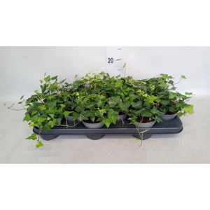 Hedera hibernica
