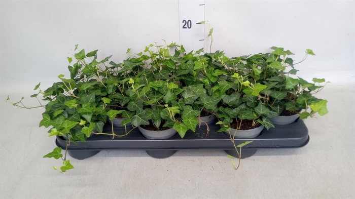 <h4>Hedera hibernica</h4>