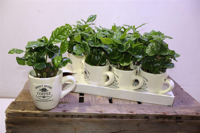 <h4>Coffea Arabica In Keramiek Beker</h4>
