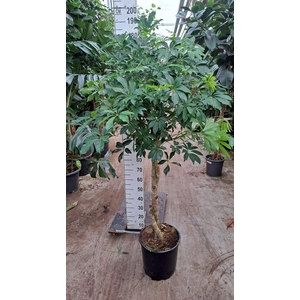 Schefflera arbor. 'Compacta'