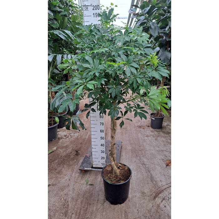 <h4>Schefflera arbor. 'Compacta'</h4>