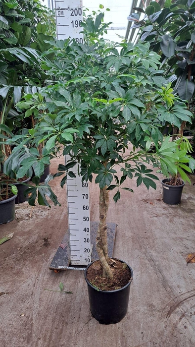 <h4>Schefflera arbor. 'Compacta'</h4>