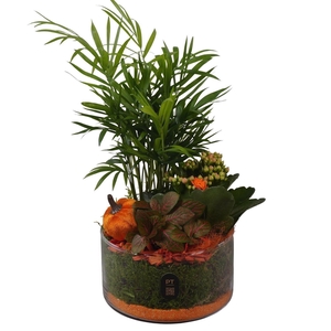 Arr. Planten L%