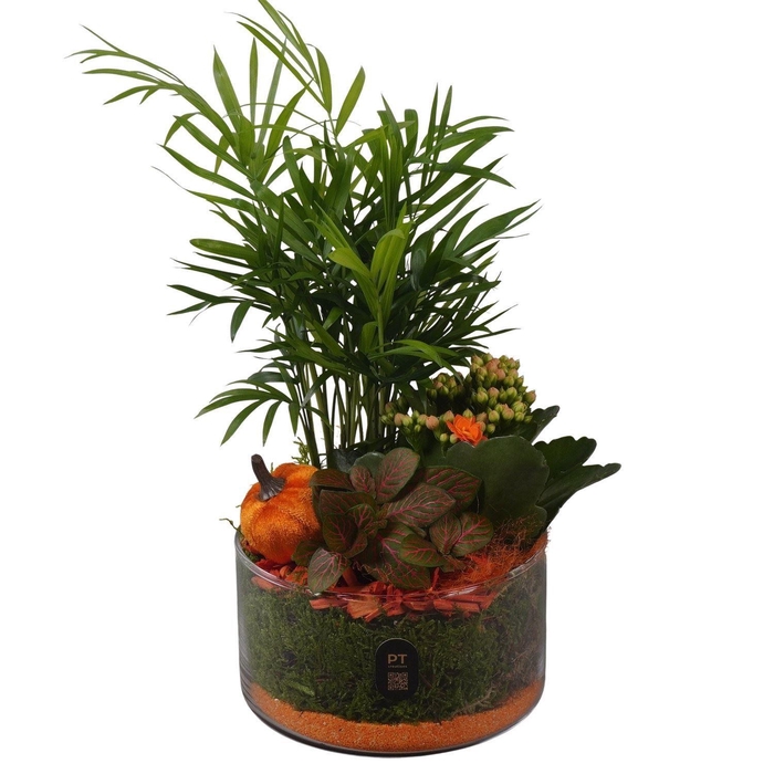 <h4>Arr. Planten L%</h4>