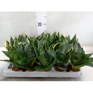 Sansevieria trifa. 'Hahnii'