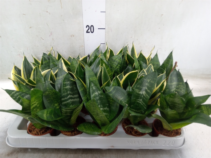 <h4>Sansevieria trifa. 'Hahnii'</h4>