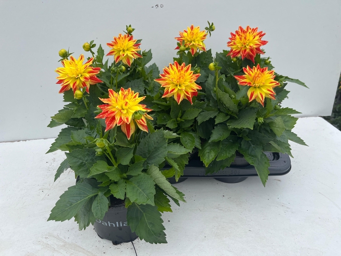 <h4>DAHL HYP CANDY CORN</h4>