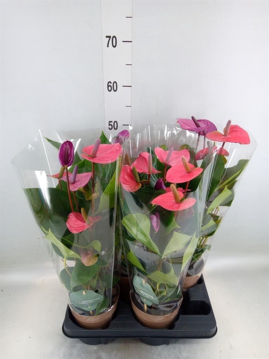 <h4>Anthurium andr. 'Cavalli'</h4>