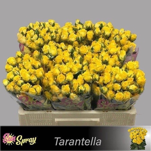 R TR TARANTELLA