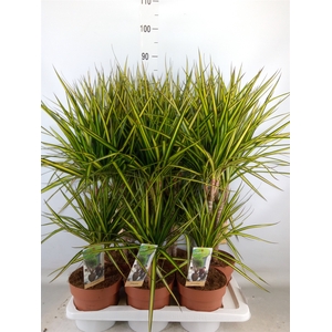 Dracaena marg. 'Sunray'