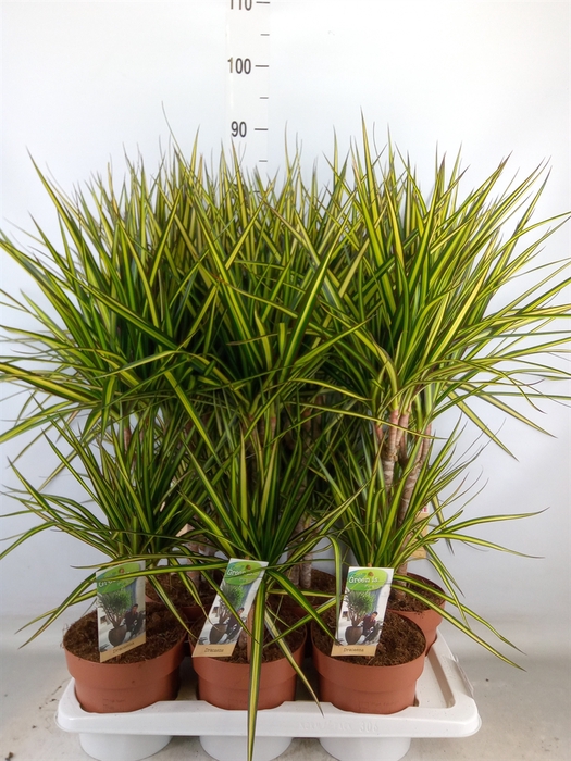<h4>Dracaena marg. 'Sunray'</h4>