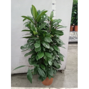 Ficus cyathistipula