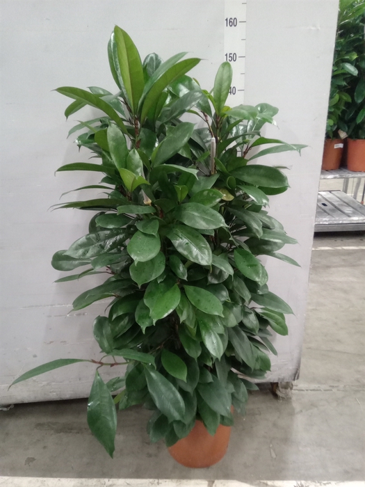 <h4>Ficus cyathistipula</h4>