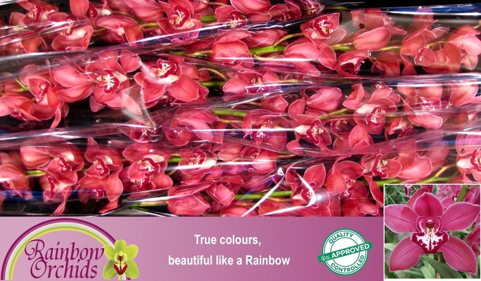 <h4>CYMB T FERR-ARI</h4>