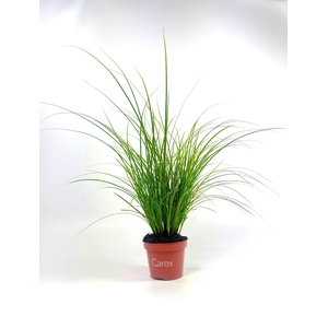 Carex brunnea 'Honeymoon' p10,5