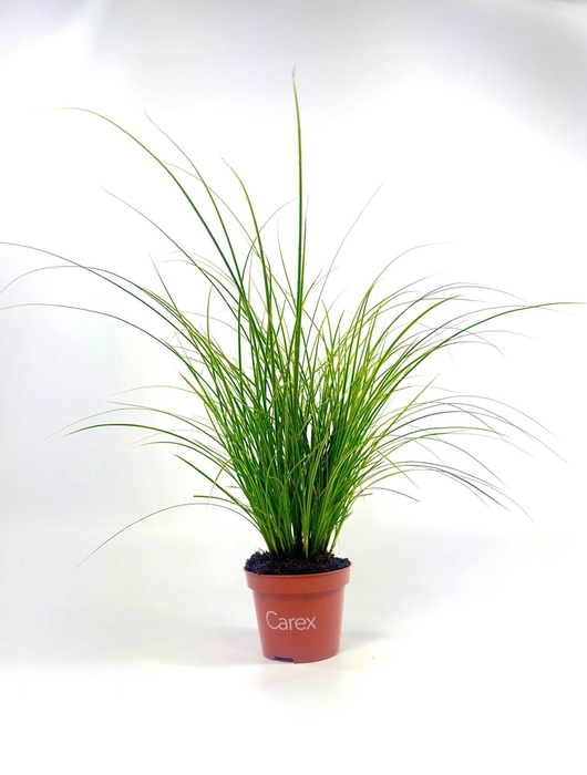 <h4>Carex brunnea 'Honeymoon' p10,5</h4>