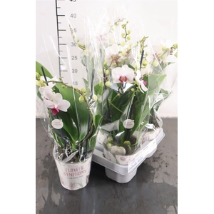Phalaenopsis 2 Tak Safe Heaven 12 Cm. Pot