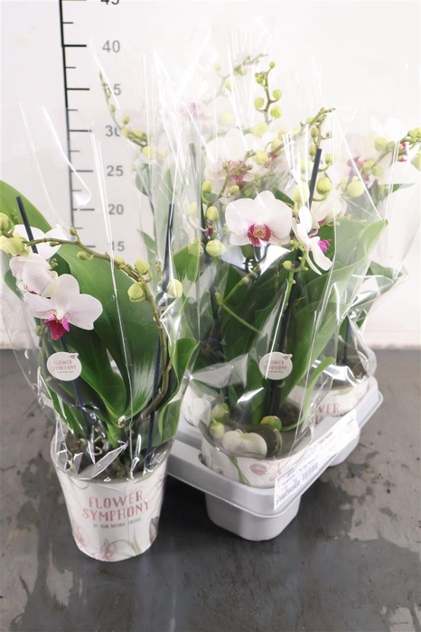 <h4>Phalaenopsis 2 Tak Safe Heaven 12 Cm. Pot</h4>