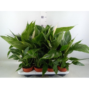 Spathiphyllum  'Diamond'