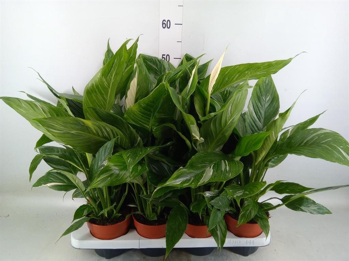 <h4>Spathiphyllum  'Diamond'</h4>