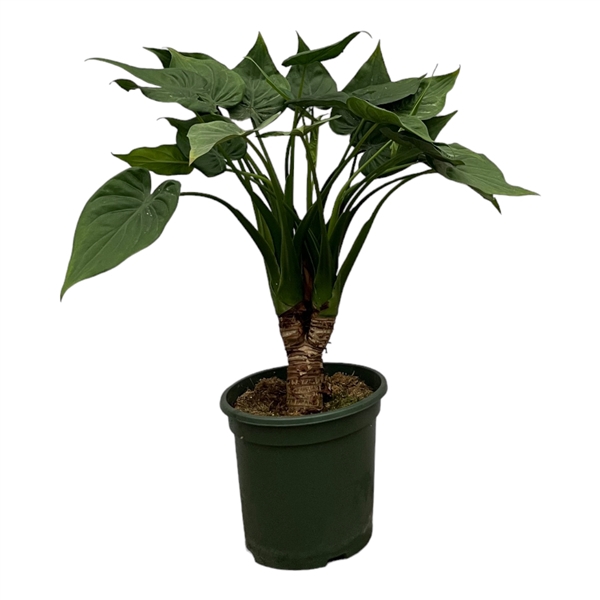 <h4>Alocasia Cucullata op stam - 90cm</h4>