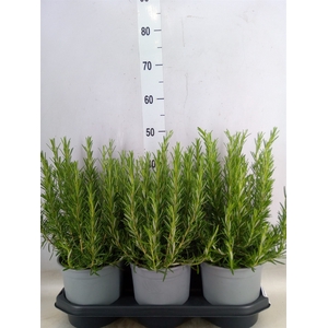 Rosmarinus officinalis   ...