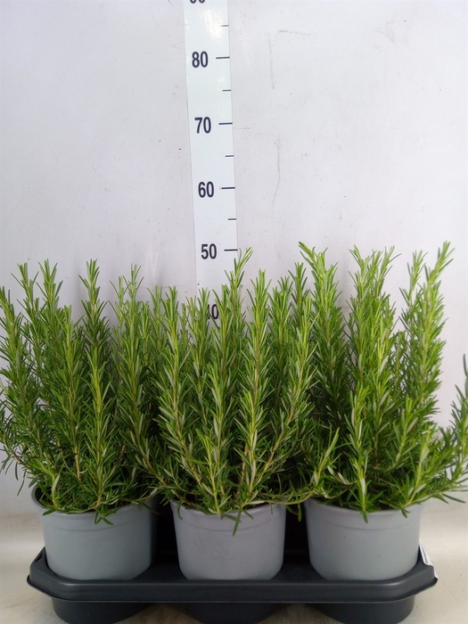 <h4>Rosmarinus officinalis   ...</h4>