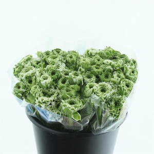 Ran Ponpon Igloo Green White Extra