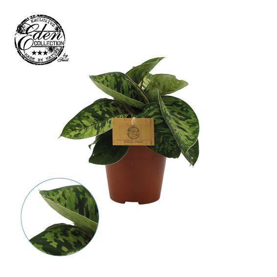 <h4>Episcia Mix, 12cm</h4>