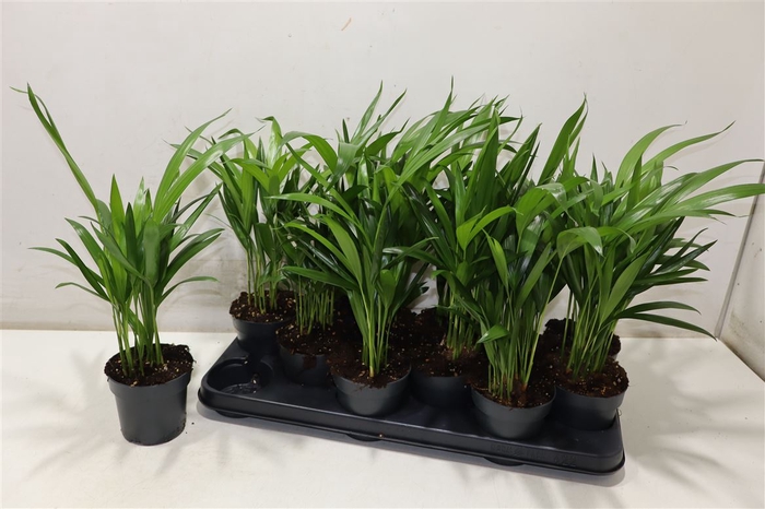 <h4>Dypsis Lutescens</h4>