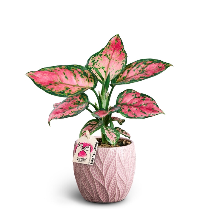 <h4>AGLAONEMA COMMUTATUM P10</h4>
