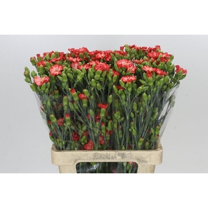 Dianthus Sp Symply Sun