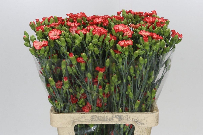 <h4>Dianthus Sp Symply Sun</h4>
