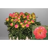 Paeonia Coral Sunset