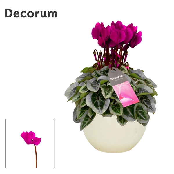 <h4>Cyclamen SS Picasso Paars in Melanie</h4>