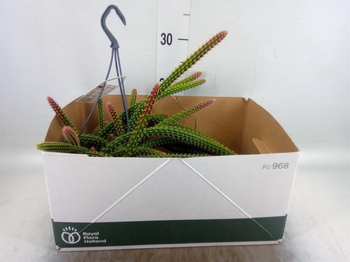 <h4>Disocactus flagelliformis</h4>