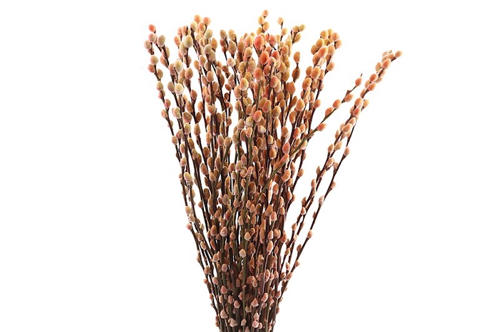 <h4>Salix Snowflake Klb Sunshine</h4>