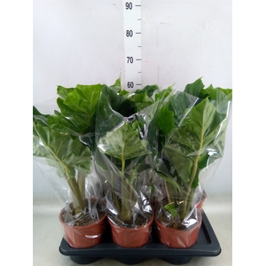 Alocasia  'Low Rider'