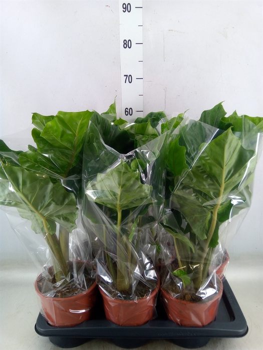<h4>Alocasia  'Low Rider'</h4>