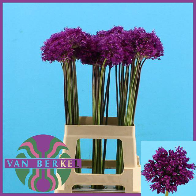 <h4>ALLIUM PURPLE SENS</h4>
