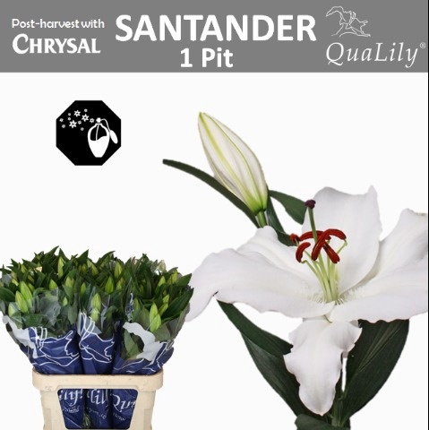 <h4>Li Or Santander 1 Knop Qualily</h4>