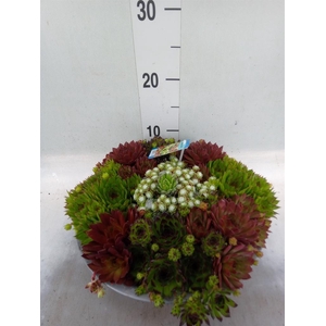 Sempervivum   ...