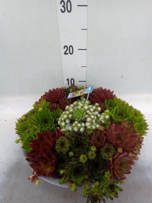 <h4>Sempervivum   ...</h4>