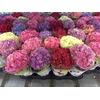 Hydrangea mix 5/6 flowers