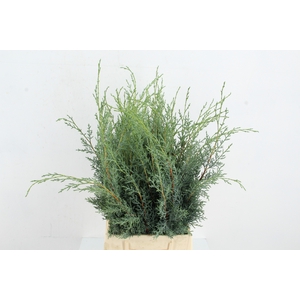 CONIFEER ARIZONICA PER STEM
