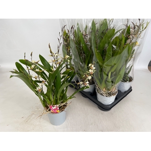 BRASSIA SUMMER DREAM