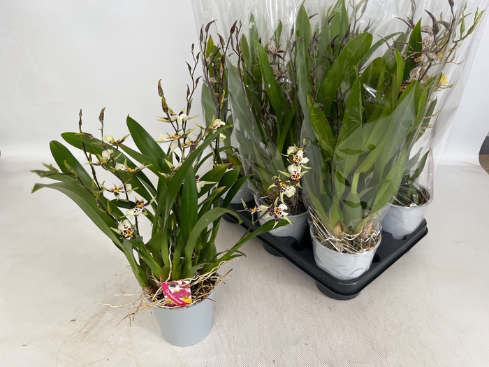 <h4>BRASSIA SUMMER DREAM</h4>