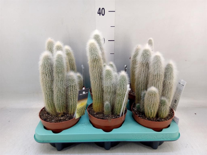 <h4>Cactus ...</h4>