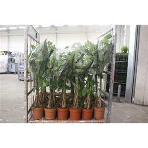 Pachira Aquatica 5pp